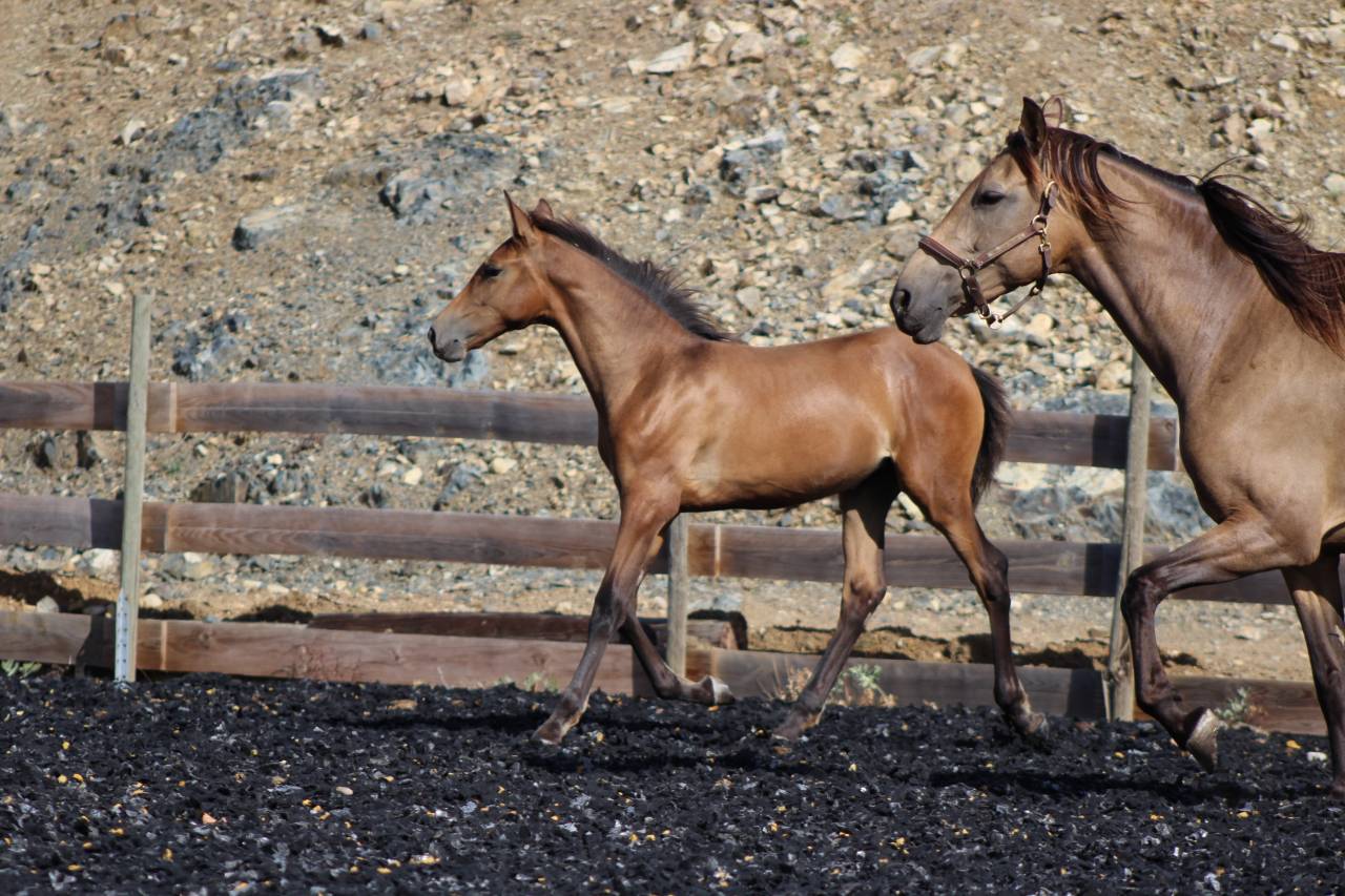Filly PRE Pure Spanish Bred For sale 2026 Pearl