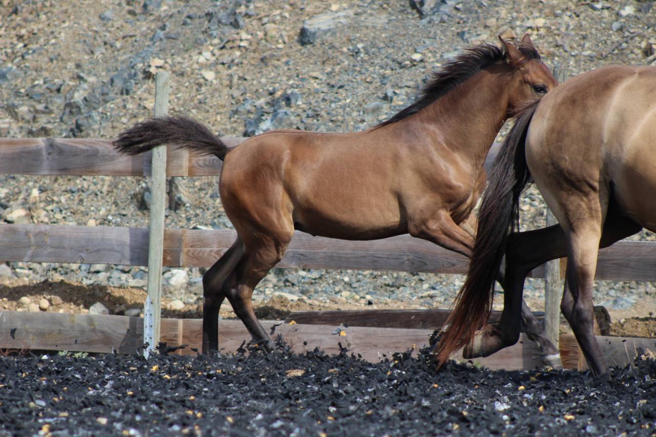 Filly PRE Pure Spanish Bred For sale 2026 Pearl