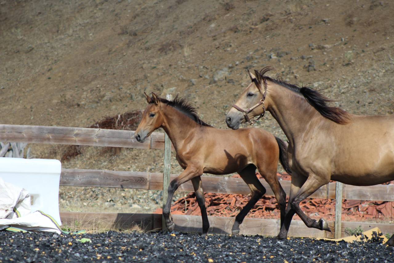 Filly PRE Pure Spanish Bred For sale 2026 Pearl