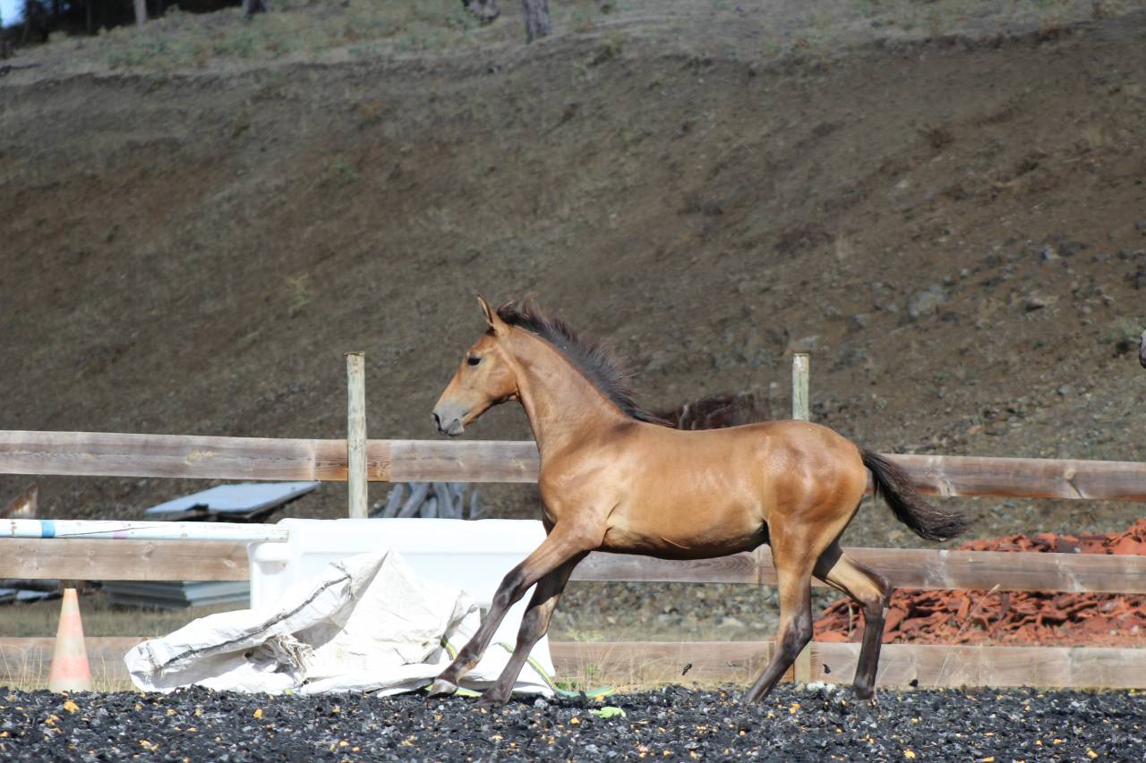 Filly PRE Pure Spanish Bred For sale 2026 Pearl