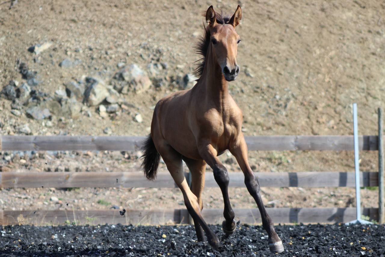 Filly PRE Pure Spanish Bred For sale 2026 Pearl