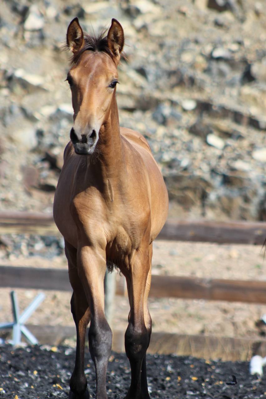 Filly PRE Pure Spanish Bred For sale 2026 Pearl