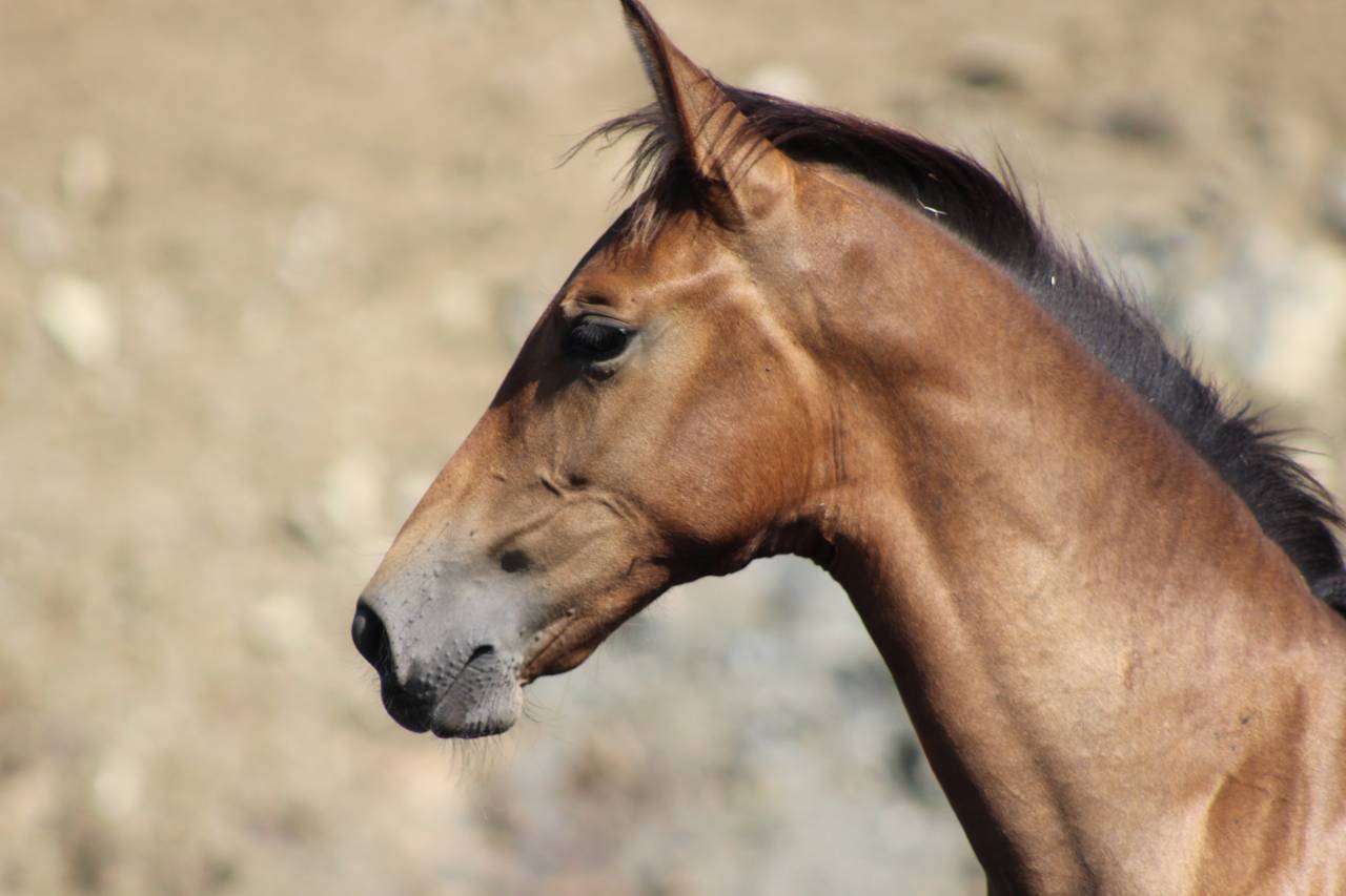 Filly PRE Pure Spanish Bred For sale 2026 Pearl