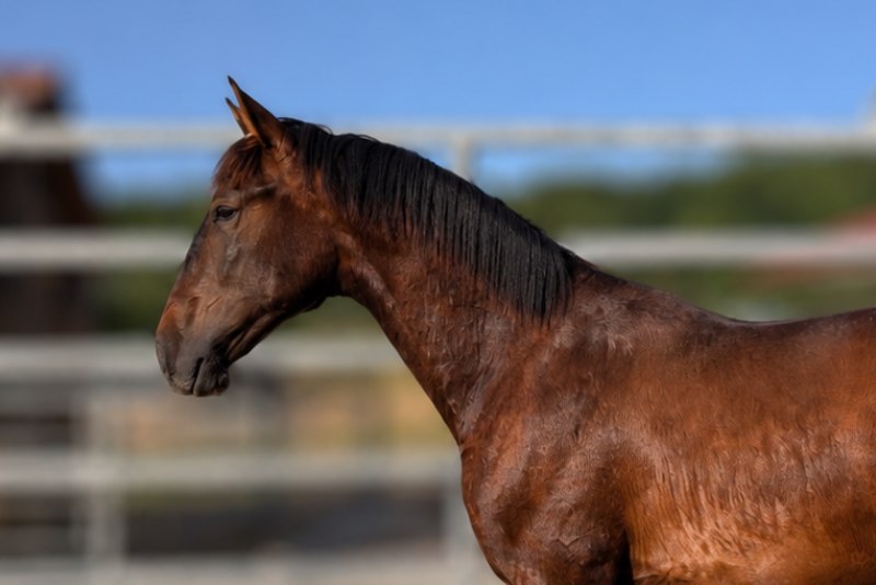 Colt PRE Pure Spanish Bred For sale 2025 Bay