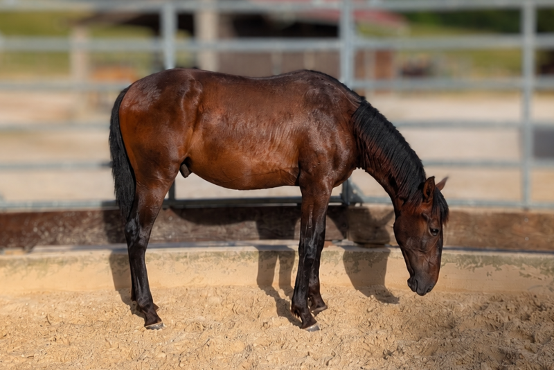 Colt PRE Pure Spanish Bred For sale 2025 Bay