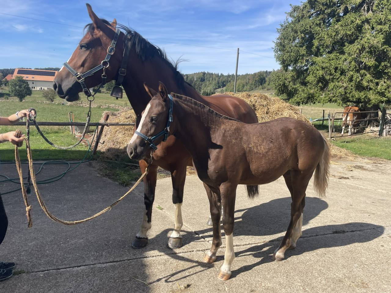 Filly Franche-Montagne For sale 2026 Liver chestnut