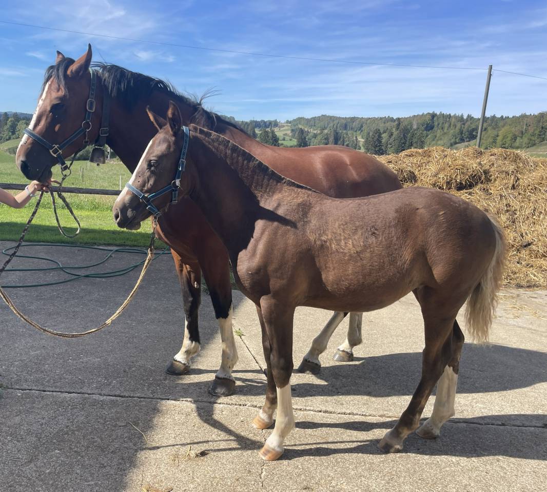 Filly Franche-Montagne For sale 2026 Liver chestnut