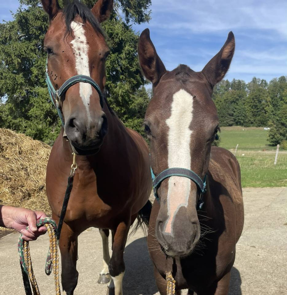 Filly Franche-Montagne For sale 2026 Liver chestnut