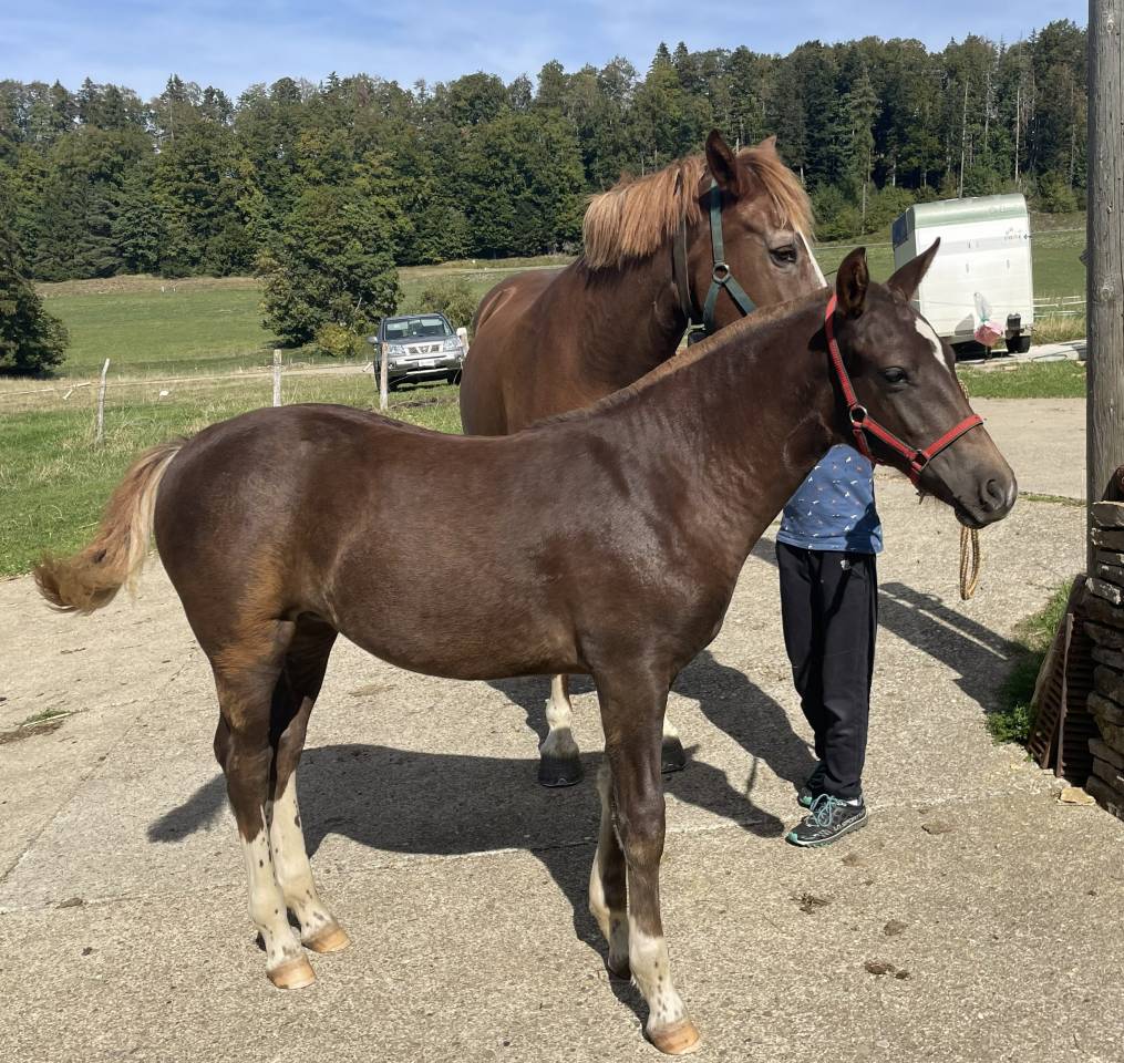 Filly Franche-Montagne For sale 2026 Liver chestnut