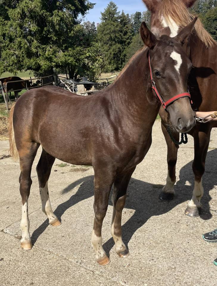 Filly Franche-Montagne For sale 2026 Liver chestnut
