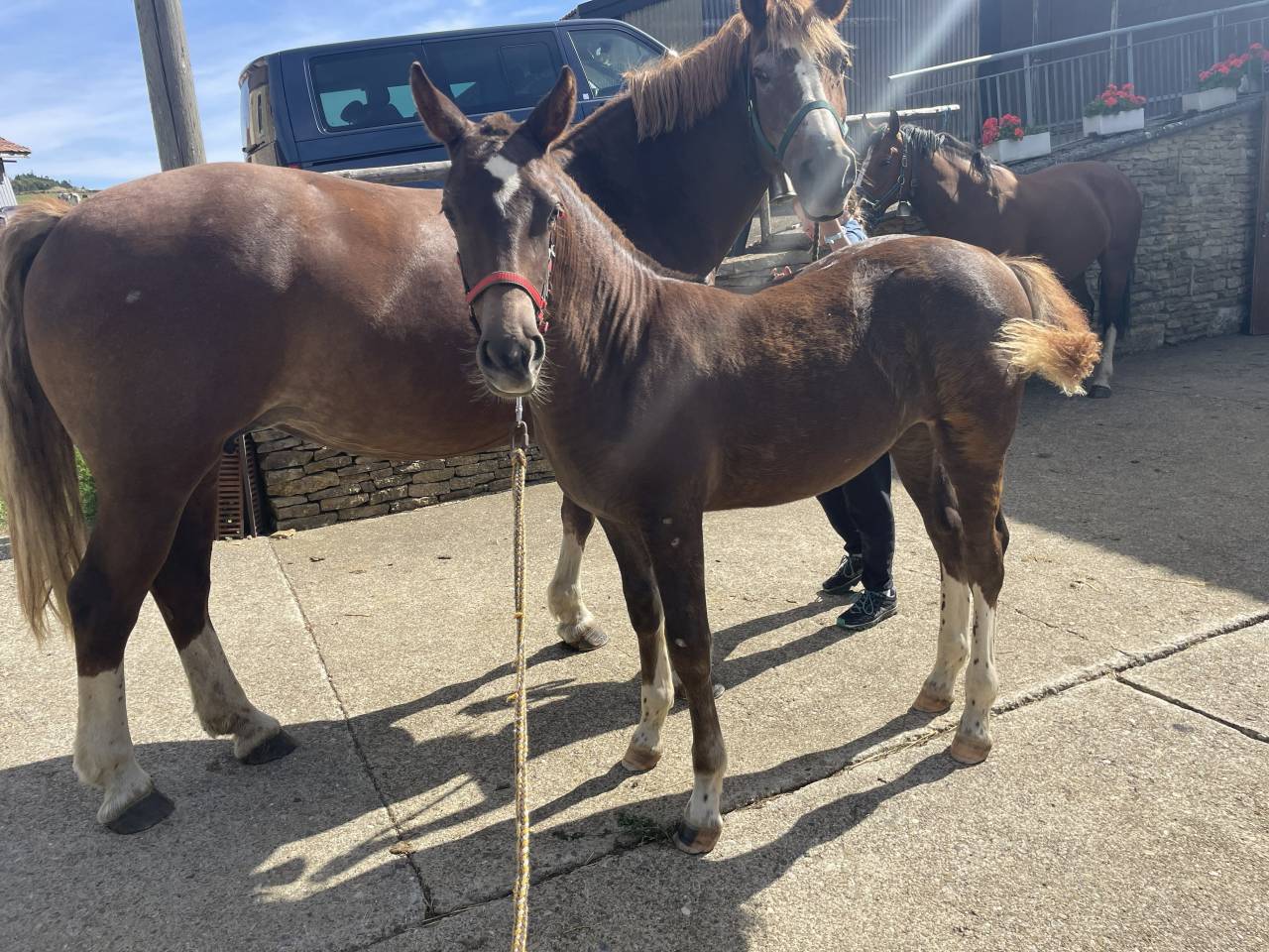 Filly Franche-Montagne For sale 2026 Liver chestnut