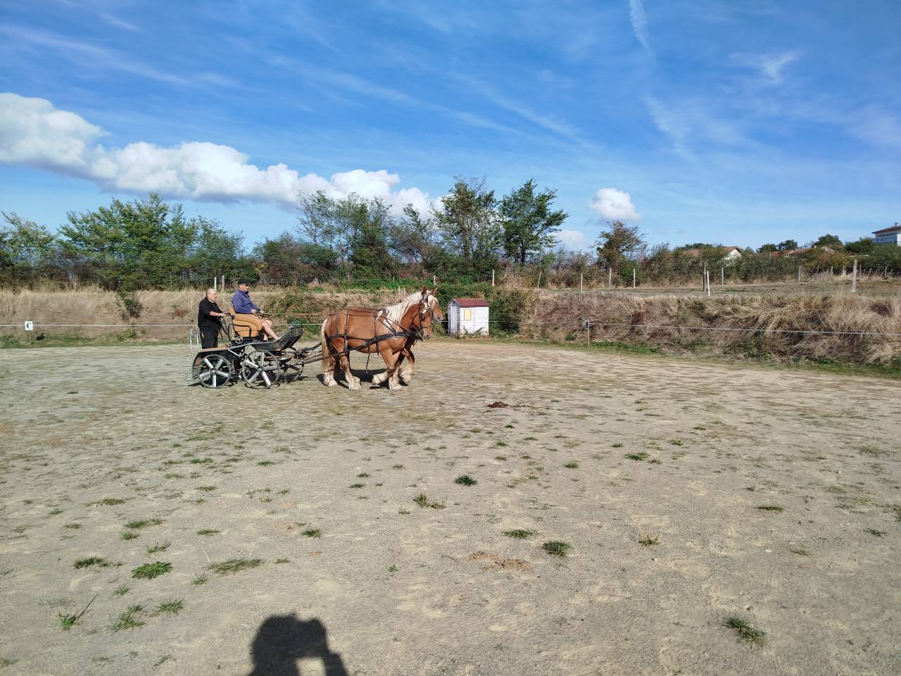 Mare Comtois For sale 2022 Chesnut