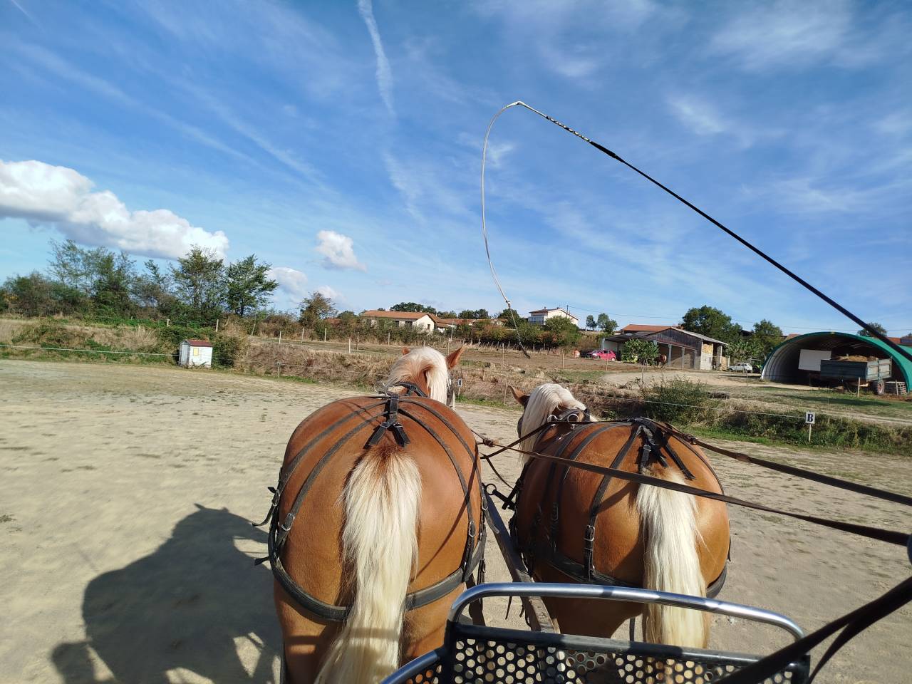 Mare Comtois For sale 2022 Chesnut