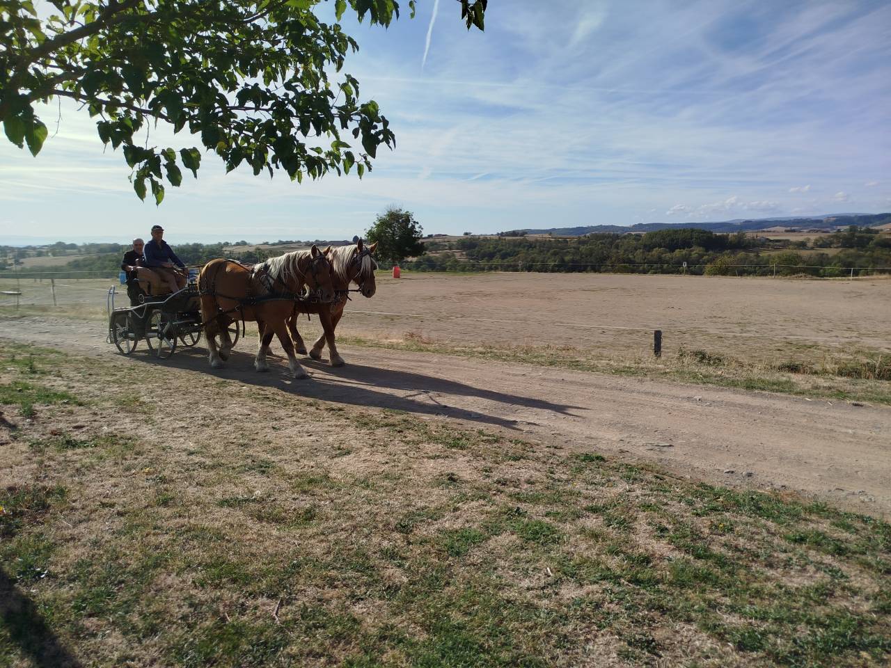 Mare Comtois For sale 2022 Chesnut