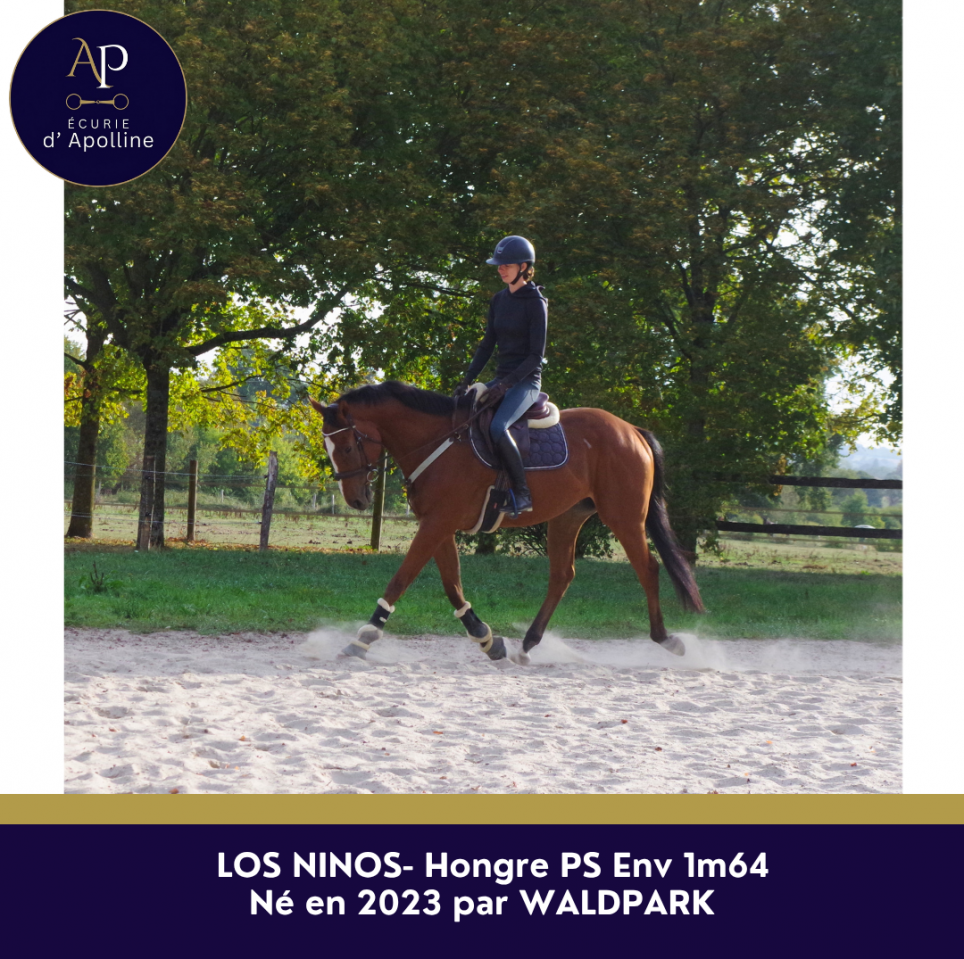 Gelding Thoroughbred For sale 2023 Bay