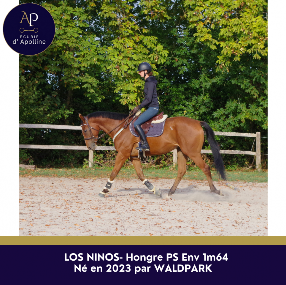 Gelding Thoroughbred For sale 2023 Bay