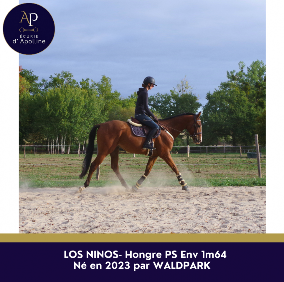 Gelding Thoroughbred For sale 2023 Bay