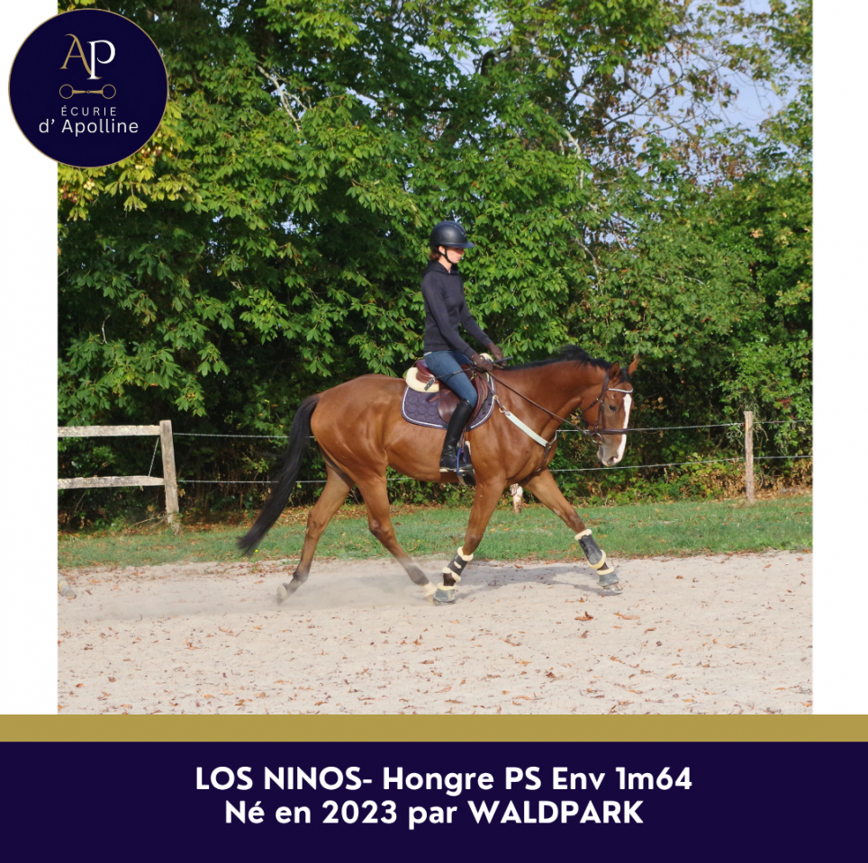 Gelding Thoroughbred For sale 2023 Bay