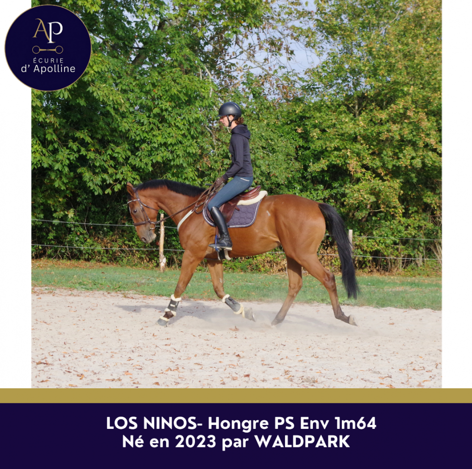Gelding Thoroughbred For sale 2023 Bay