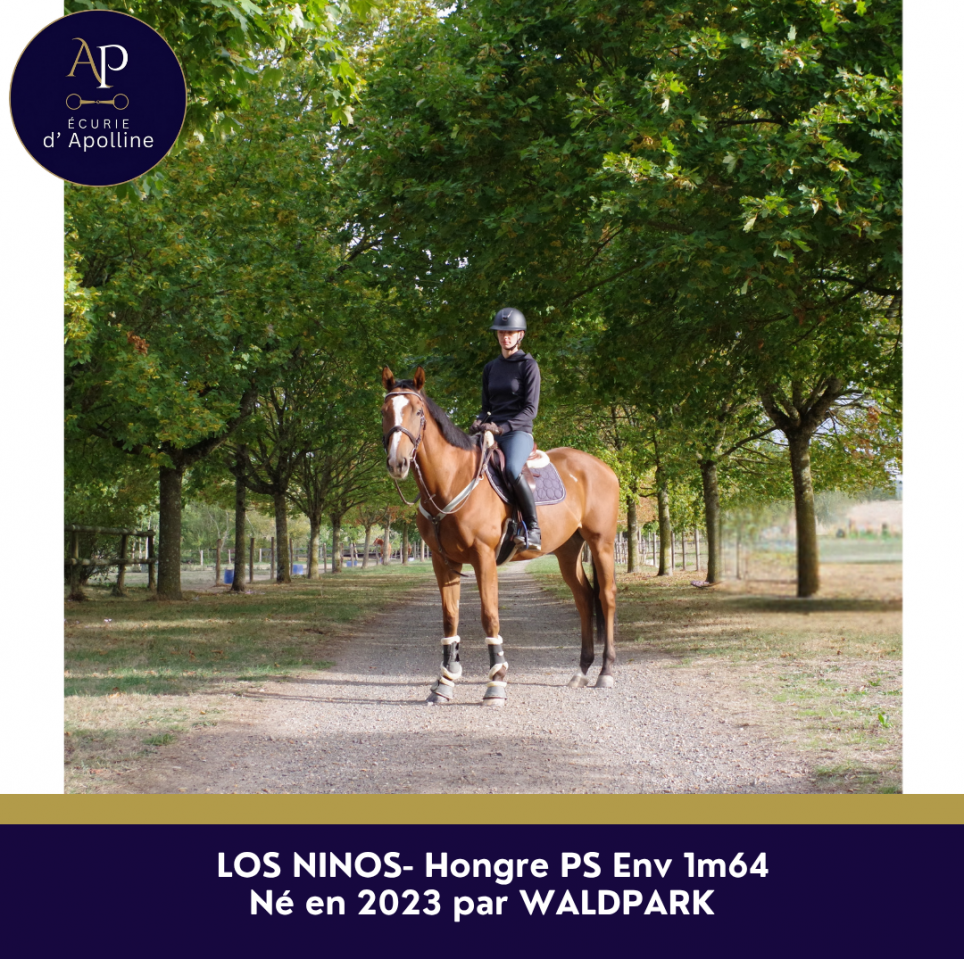 Gelding Thoroughbred For sale 2023 Bay