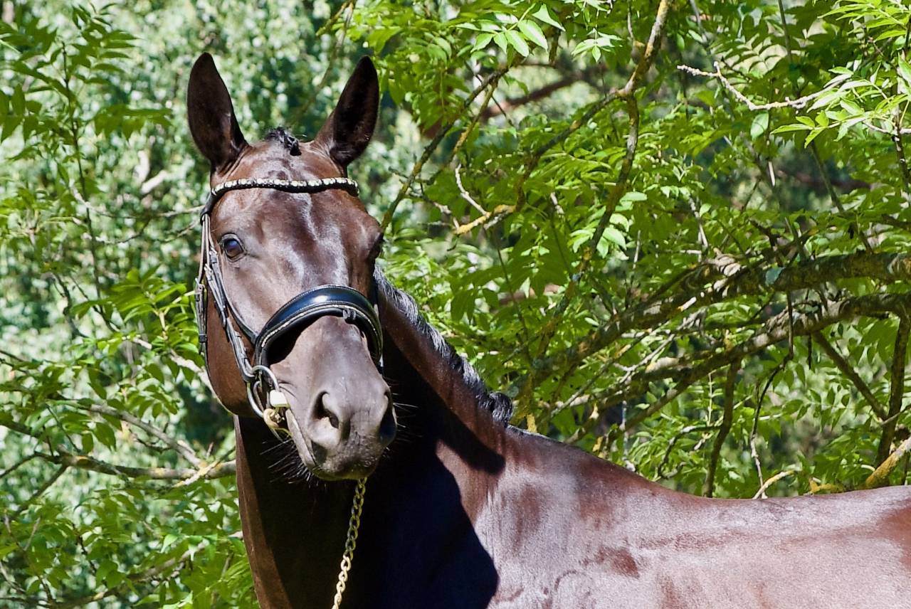 Gelding German Warmblood For sale 2021 Black