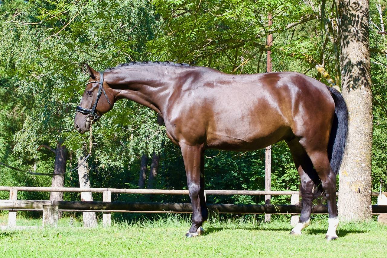 Gelding German Warmblood For sale 2021 Black