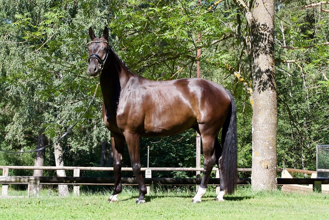 Gelding German Warmblood For sale 2021 Black