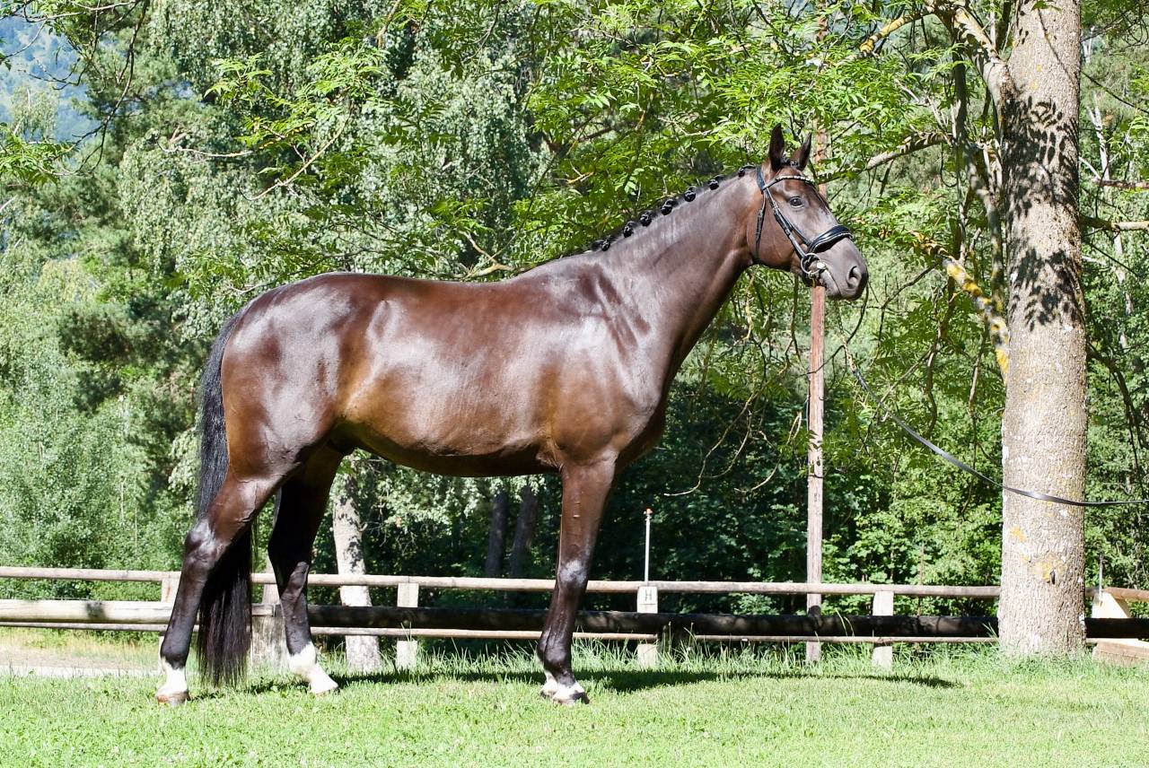 Gelding German Warmblood For sale 2021 Black