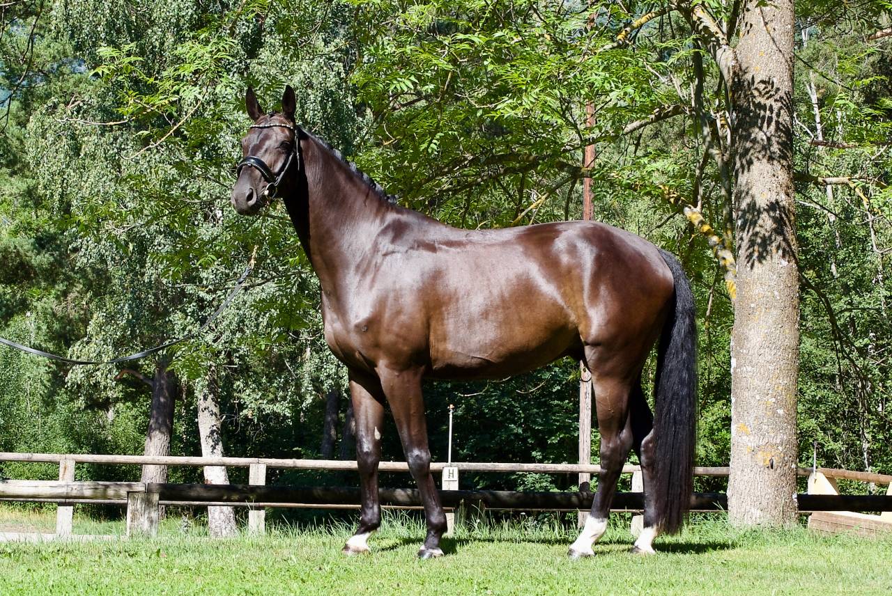 Gelding German Warmblood For sale 2021 Black