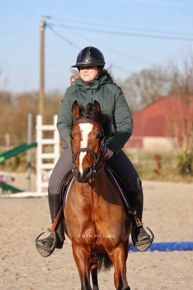 Mare French Saddle Pony Part-Livery 2020 Bay