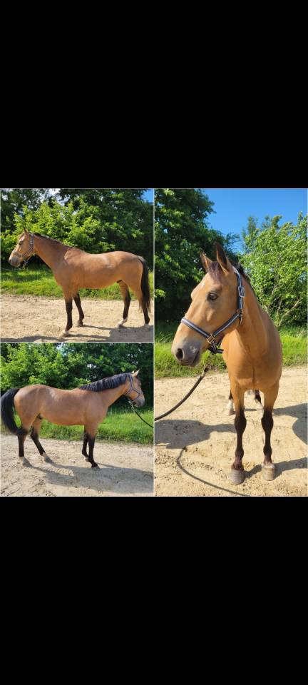 Gelding Connemara For sale 2020 Buckskin
