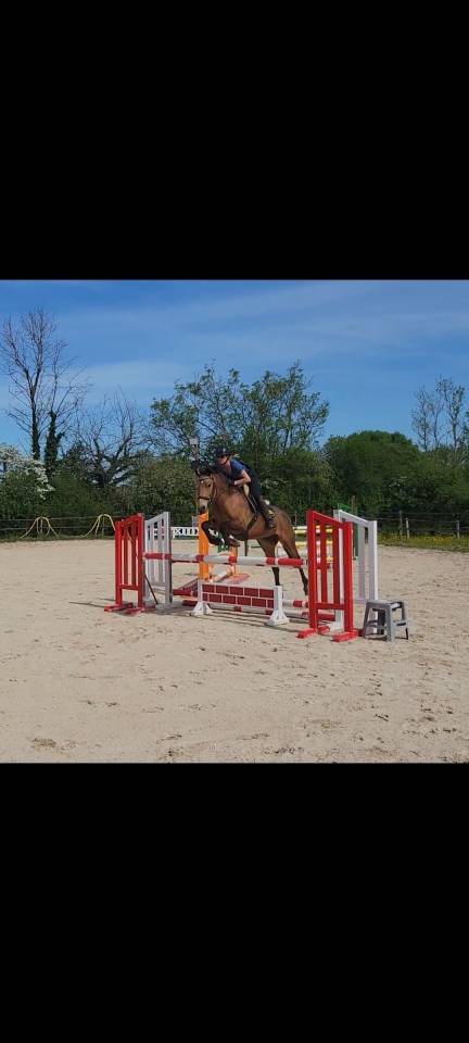 Gelding Connemara For sale 2020 Buckskin
