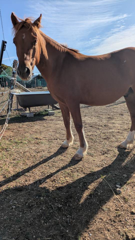 Gelding No Origin Recorded For sale 2020 Chesnut