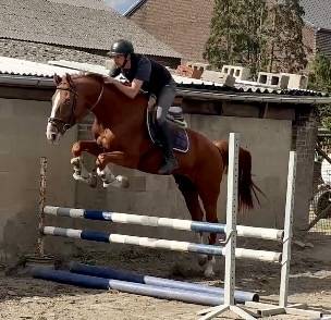 Gelding BWP Belgian Warmblood For sale 2019 Chesnut