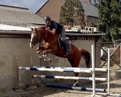 Gelding BWP Belgian Warmblood For sale 2019 Chesnut