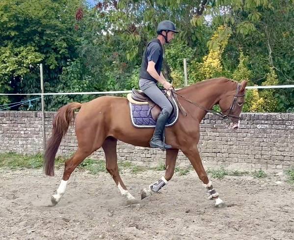 Gelding BWP Belgian Warmblood For sale 2019 Chesnut