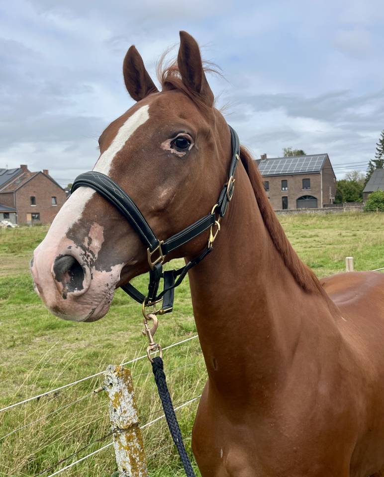Gelding BWP Belgian Warmblood For sale 2019 Chesnut