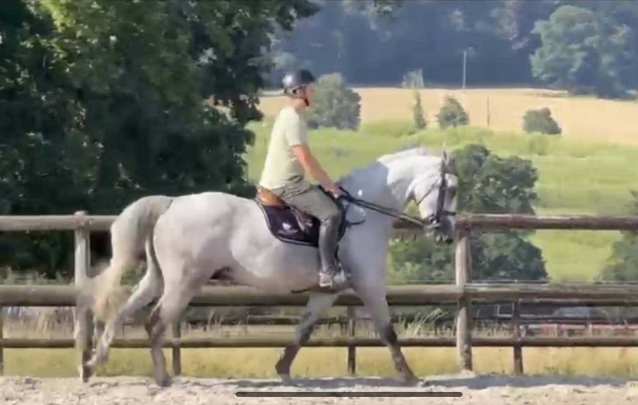 Mare Selle Fran&ccedil;ais For sale 2020 Grey