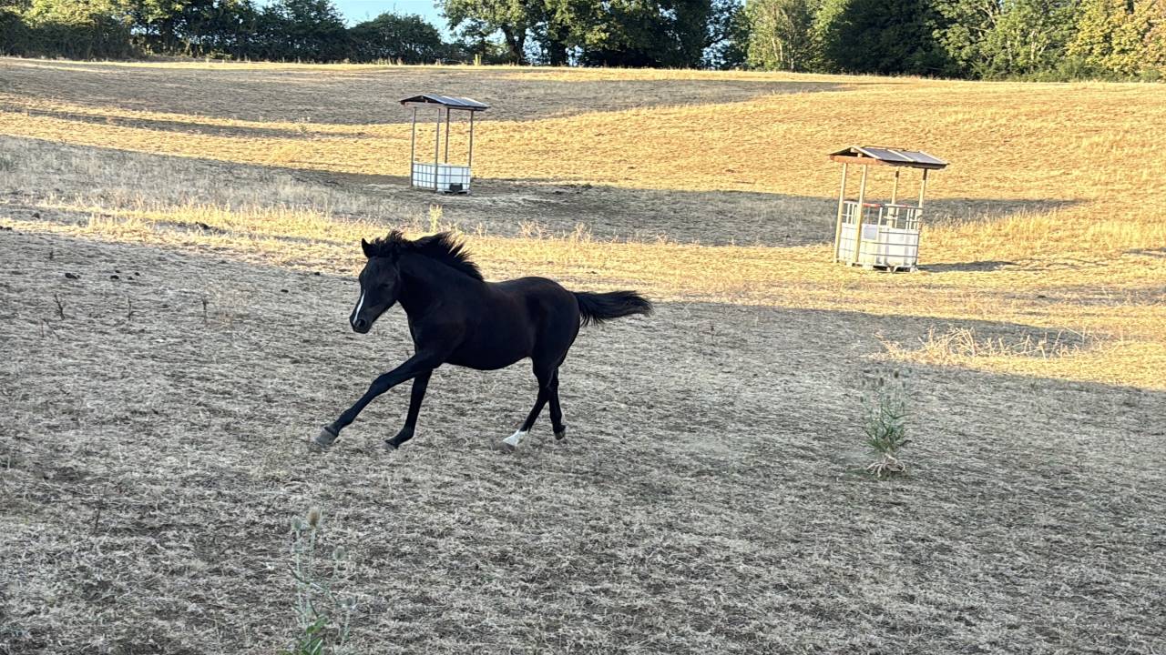 Filly New Forest For sale 2026 Black