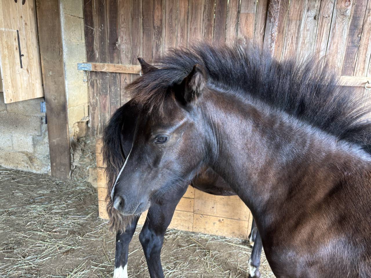Filly New Forest For sale 2026 Black