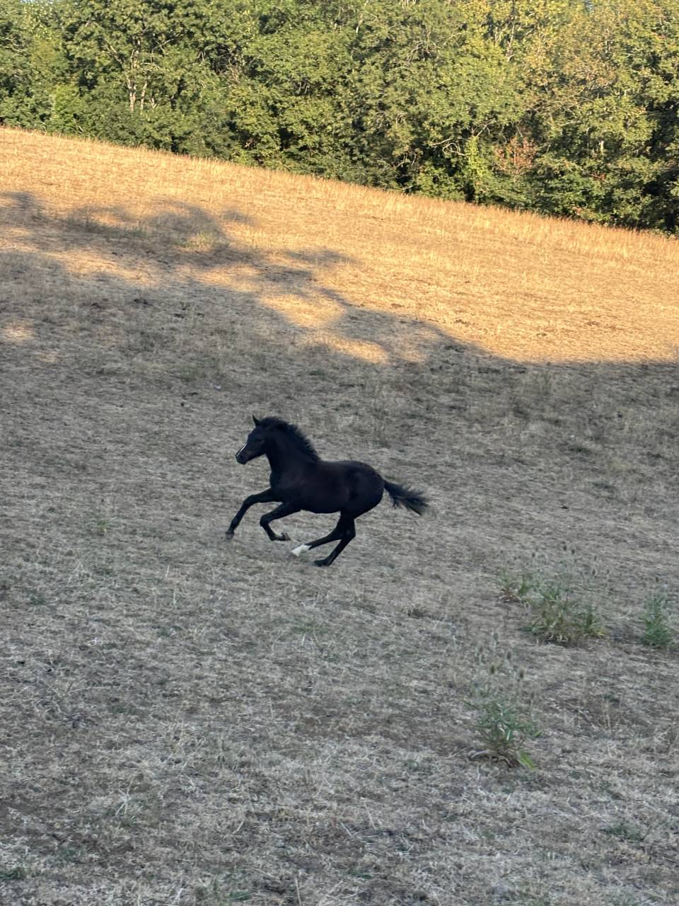 Filly New Forest For sale 2026 Black