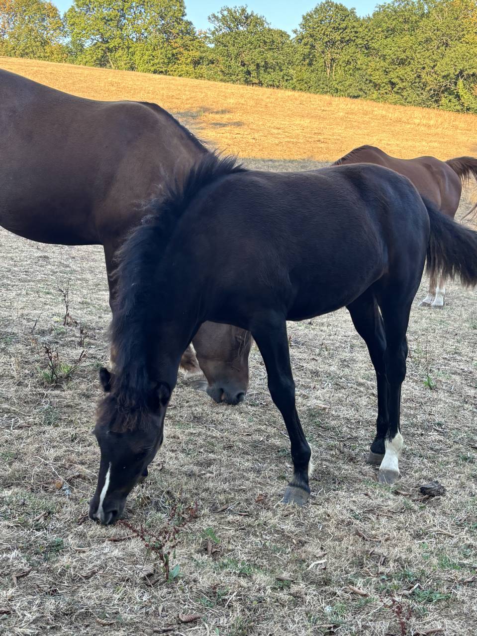 Filly New Forest For sale 2026 Black
