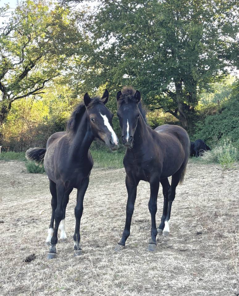 Filly New Forest For sale 2026 Black
