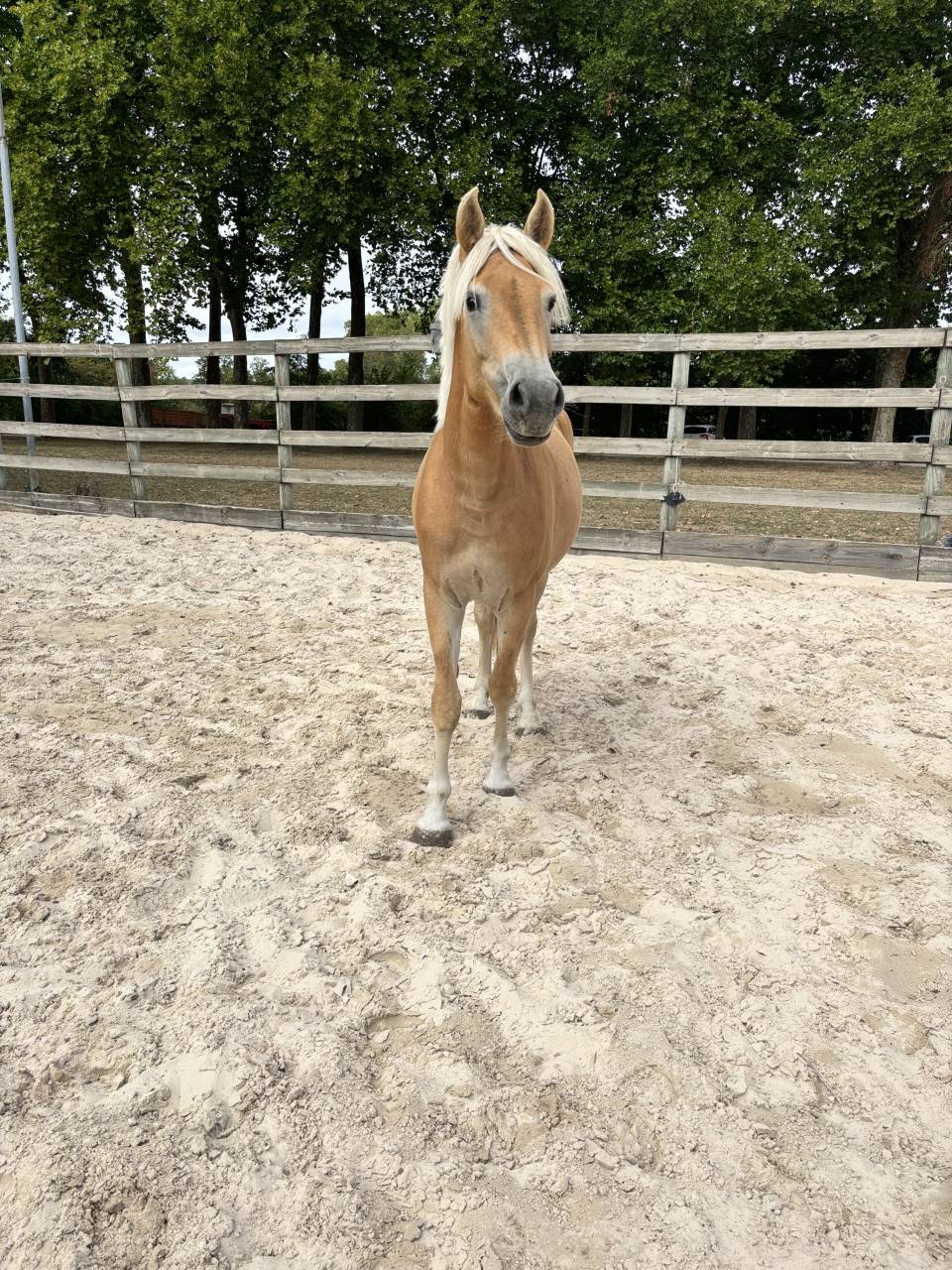 Filly Haflinger For sale 2024 Silver dapple