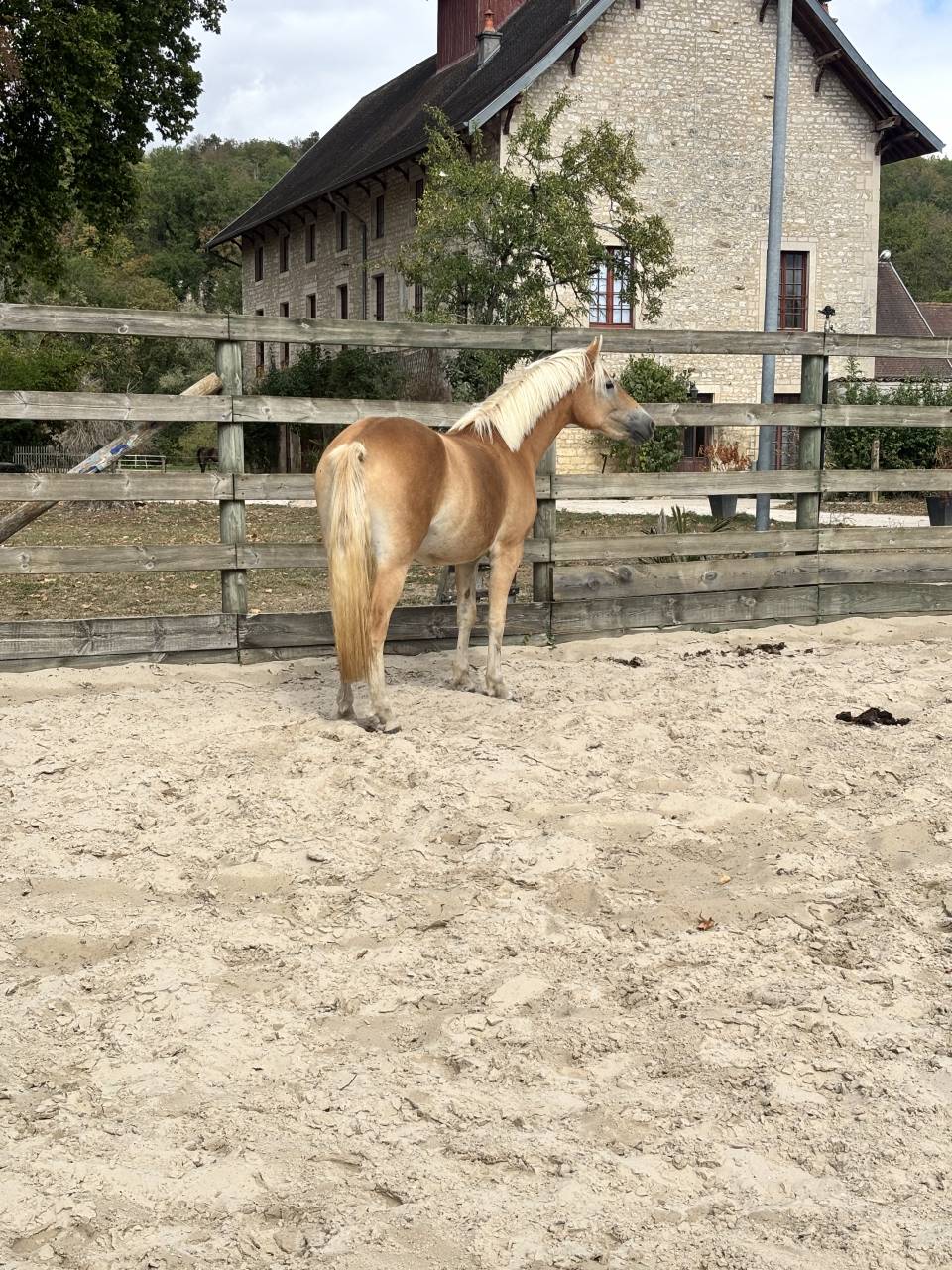 Filly Haflinger For sale 2024 Silver dapple