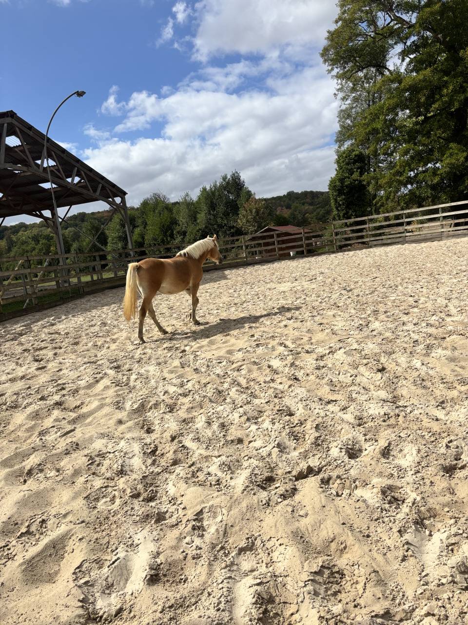Filly Haflinger For sale 2024 Silver dapple