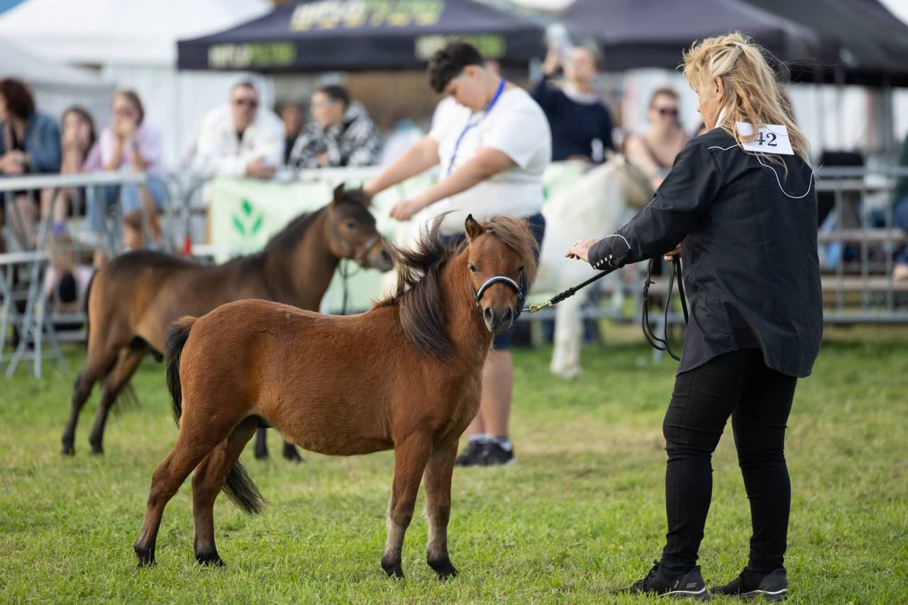 Colt Falabella For sale 2025 Bay