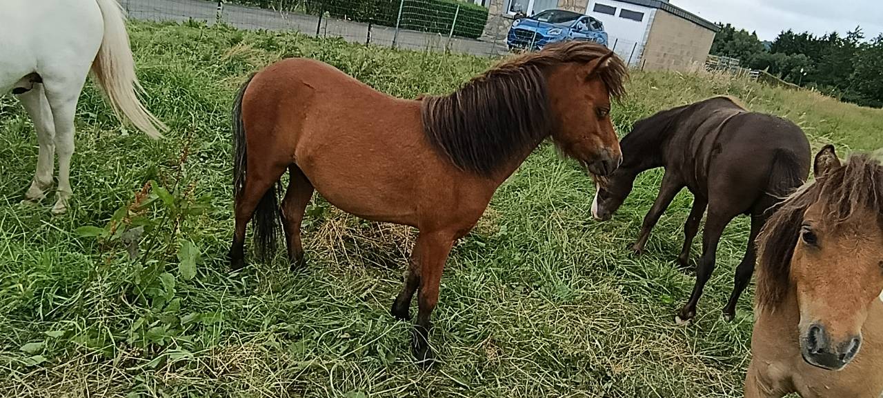 Colt Falabella For sale 2025 Bay
