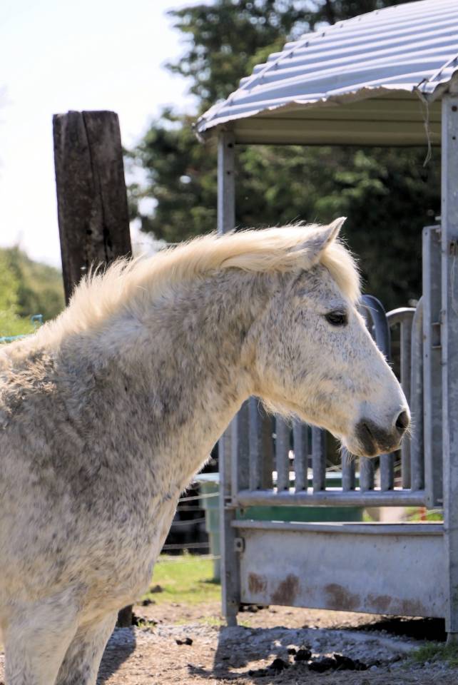 Mare No Origin Recorded For sale 2007 Grey