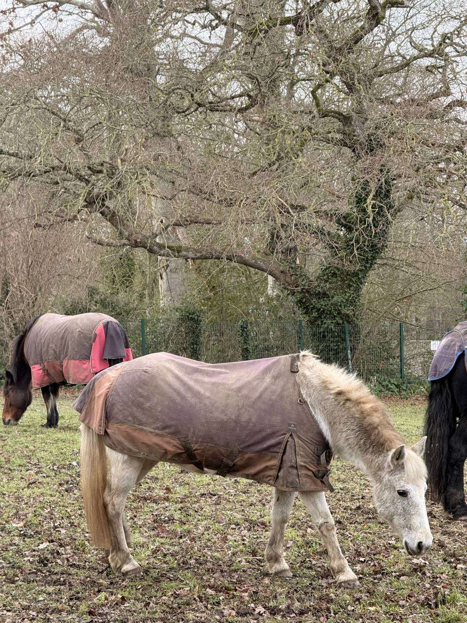 Mare No Origin Recorded For sale 2007 Grey